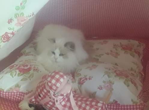 Lilli "camping" inside a teepee tent