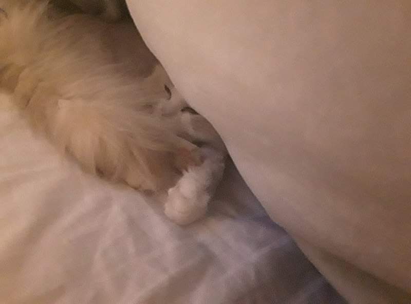 A ragdoll cat (Lilli) curled up under the duvet.