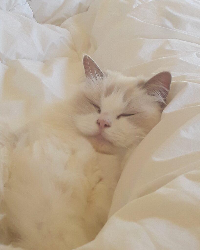 A Ragdoll cat (Lilli) in a deep sleep.