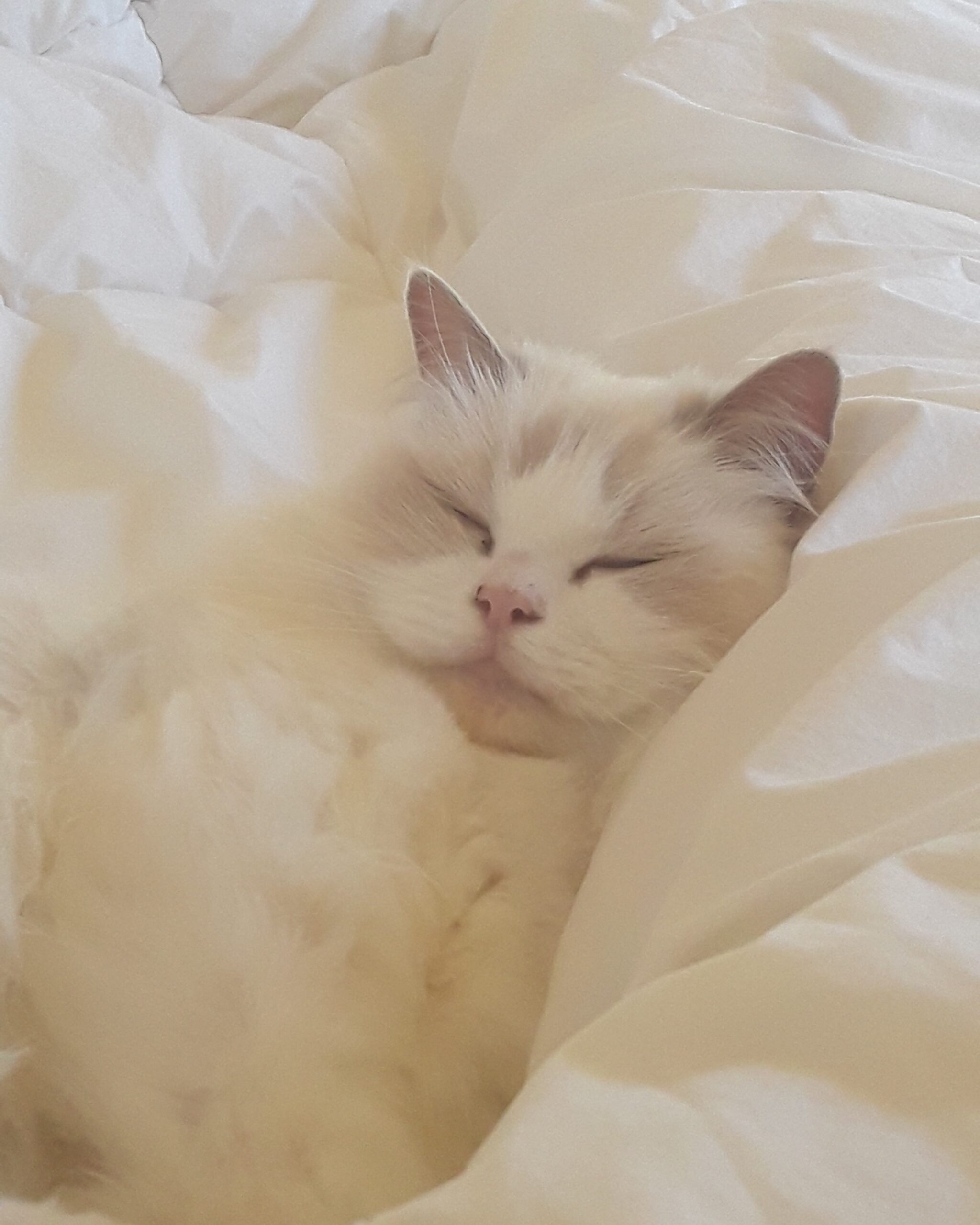 Princess Lilli Lilac