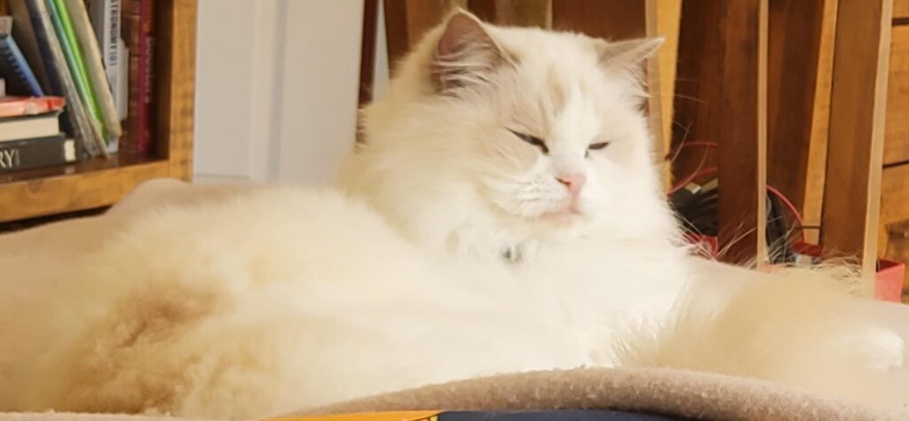 A Ragdoll cat (Lilli) dozing off on a brown blanket.