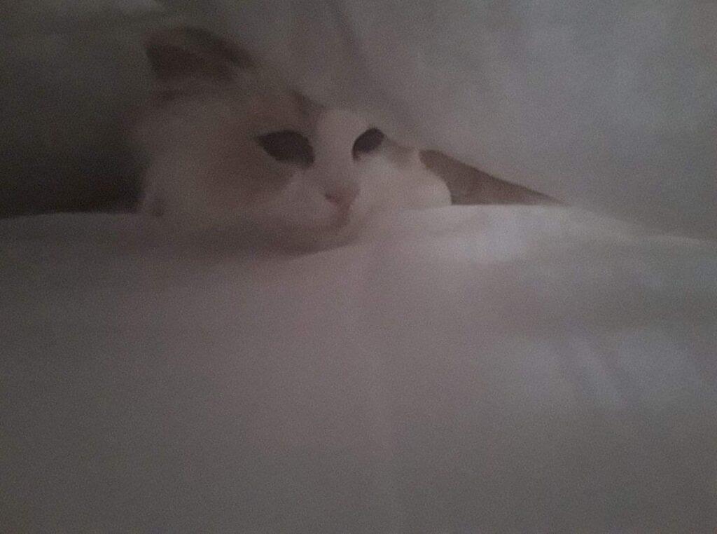 A ragdoll cat (Lilli) who is staring back like "Peekaboo!".