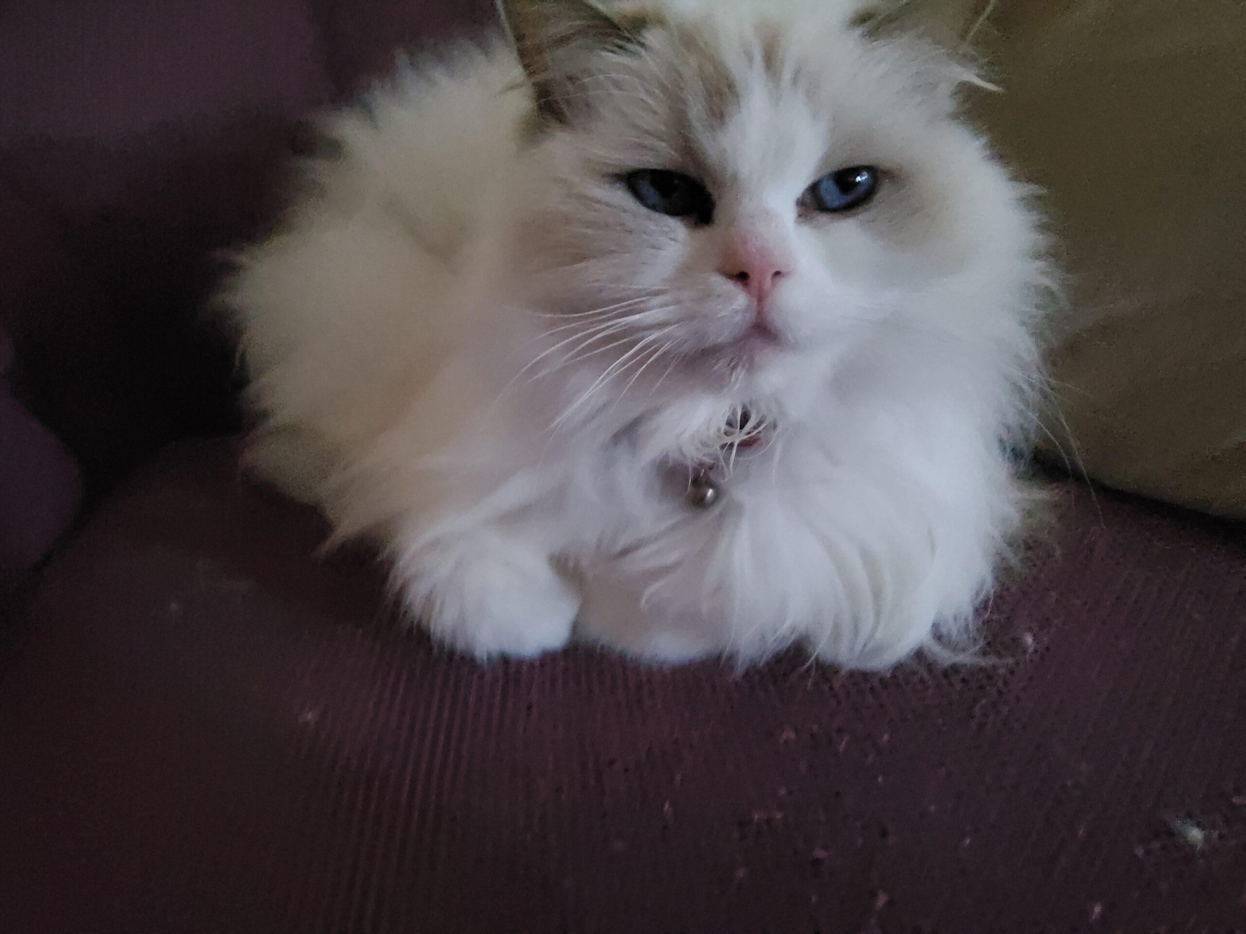 A Ragdoll cat (Princess Lilli Lilac) on a soft purple chair.