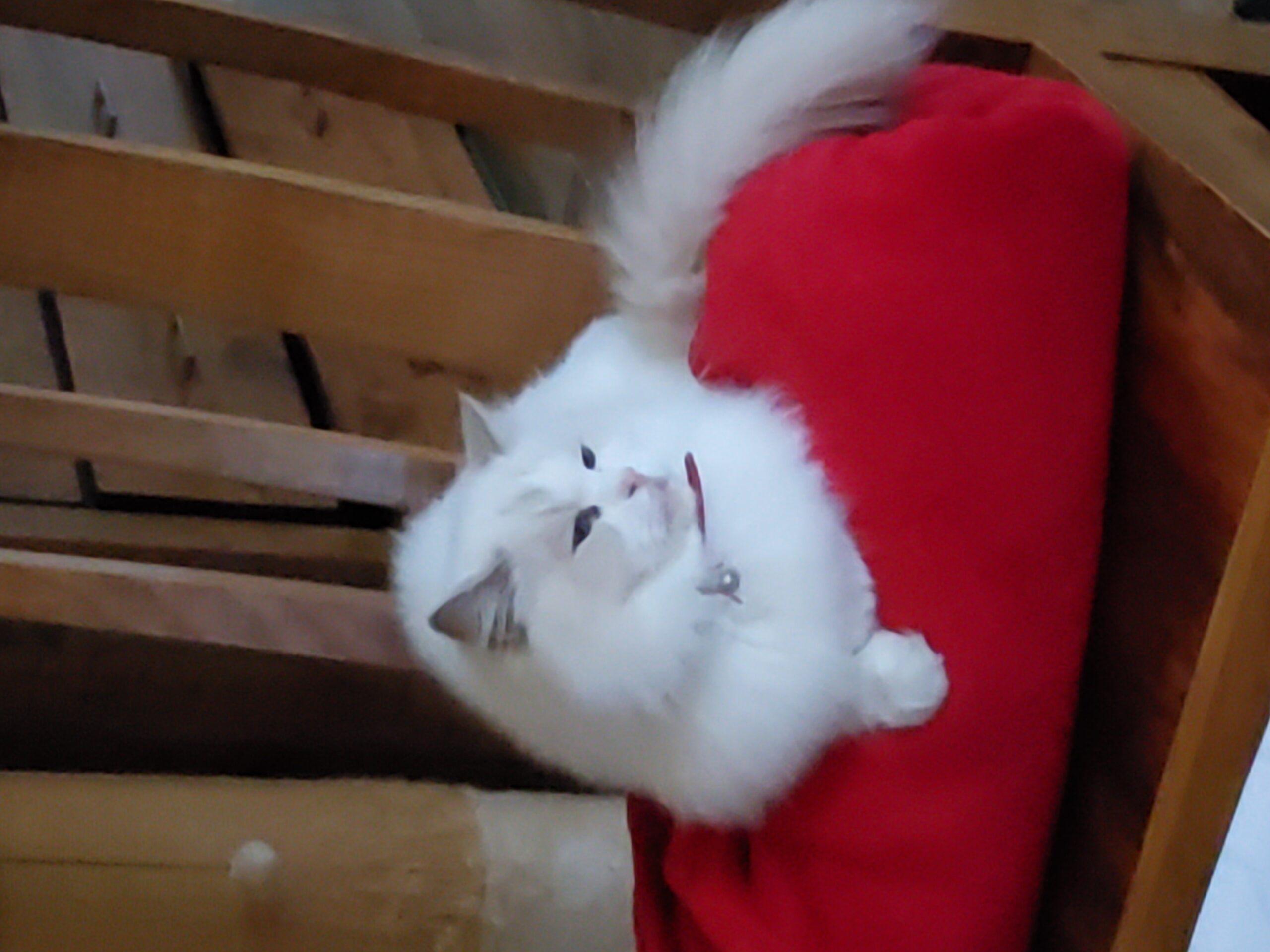 A ragdoll cat (Lilli) on a wooden chair, positioned atop a red blanket.