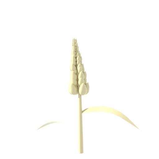 A model of a wheat stalk. This is one of the many foods people with coeliac disease must avoid because of gluten.