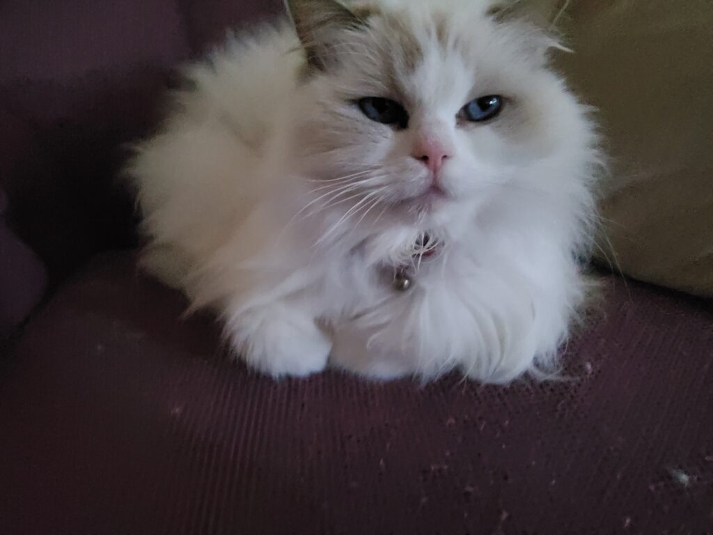 A lilac bicolour Ragdoll cat named Princess Lilli Lilac, lying relaxed in a loaf position, staring curiously back at her owner.
