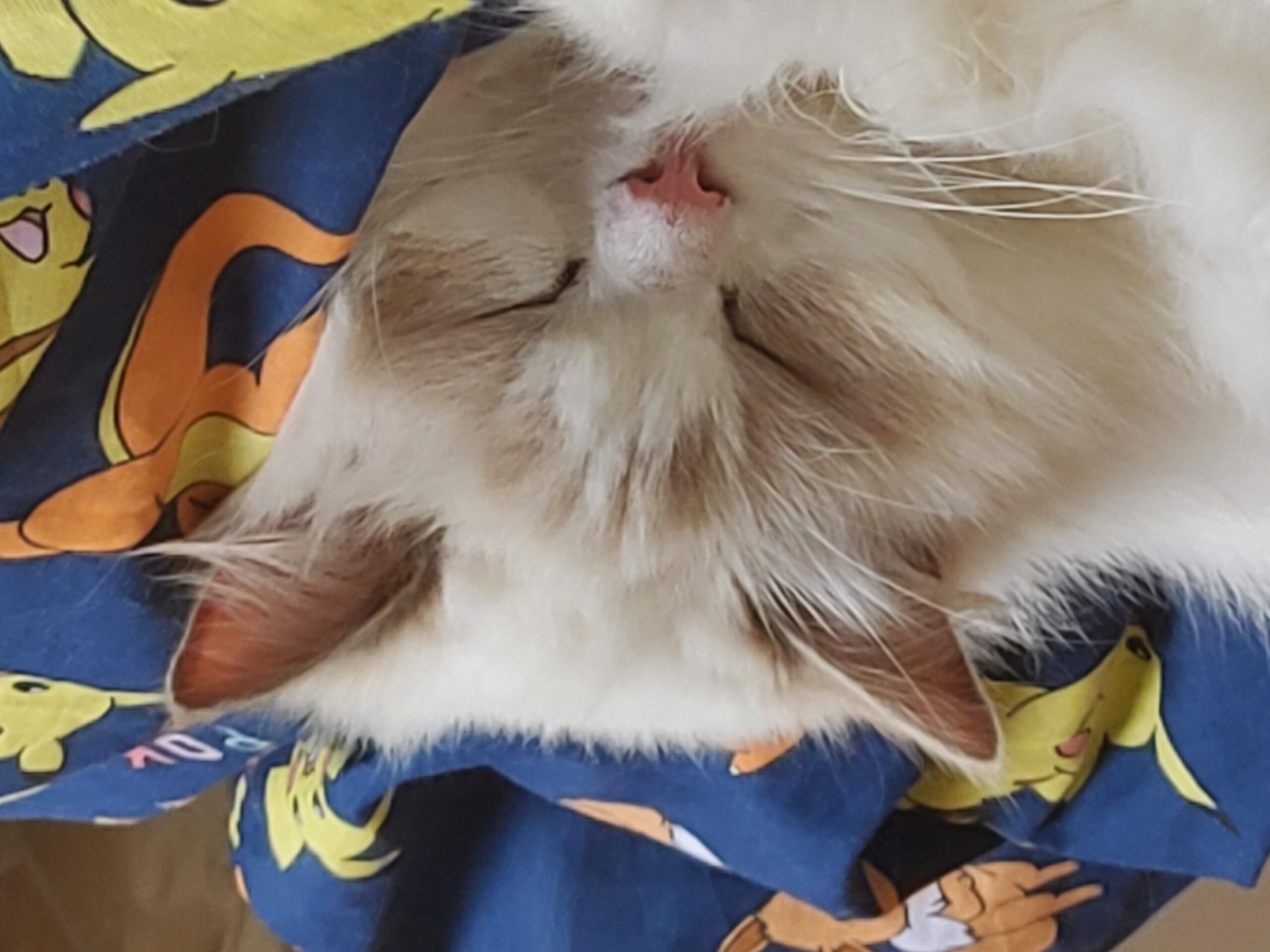 A ragdoll cat (lilli) sleeping comfortably on the bed, with a rather angelic appearance.