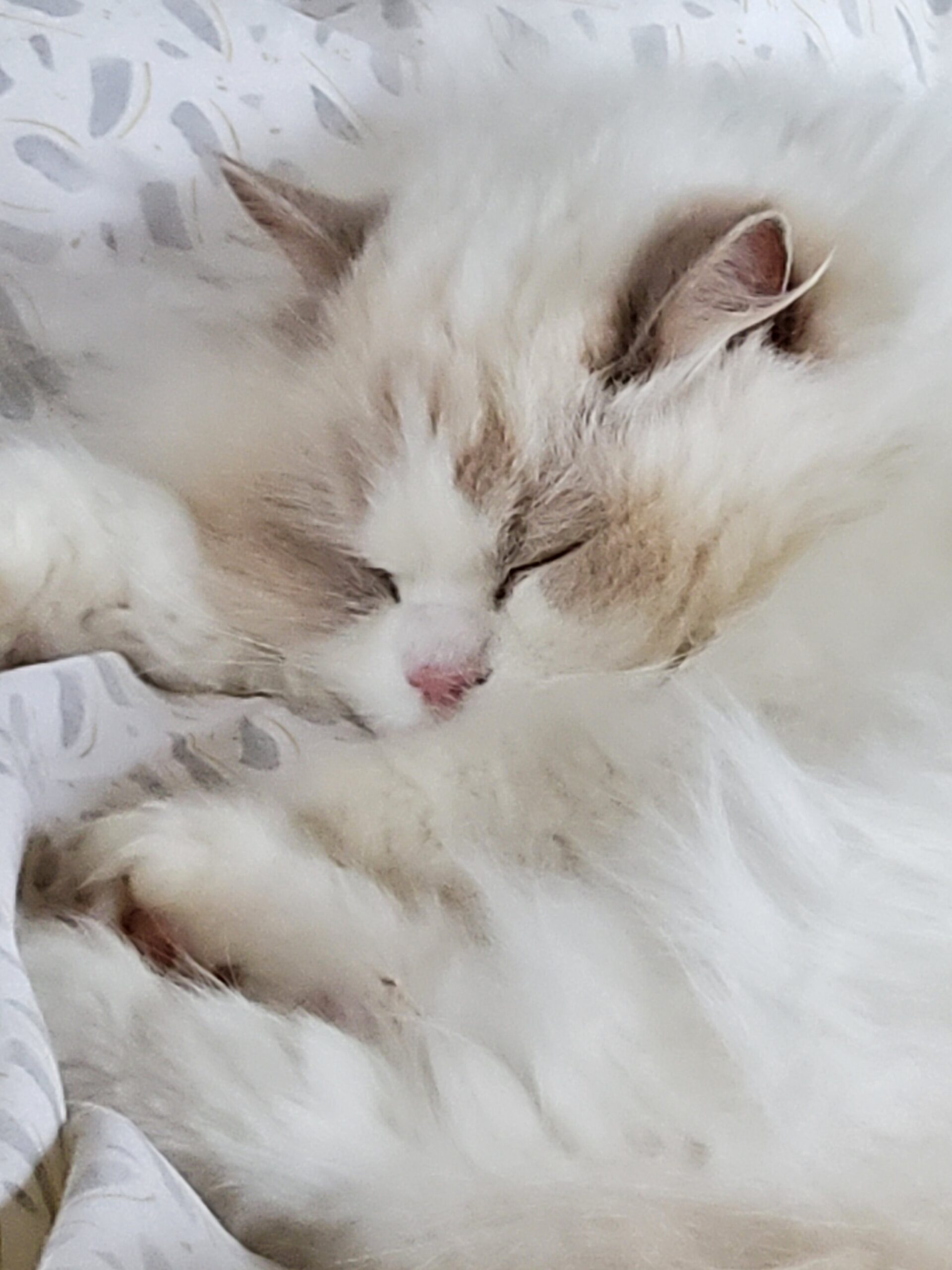 A lilac bicolour Ragdoll cat named Princess Lilli Lilac, curled up and sleeping peacefully on soft white bedding.