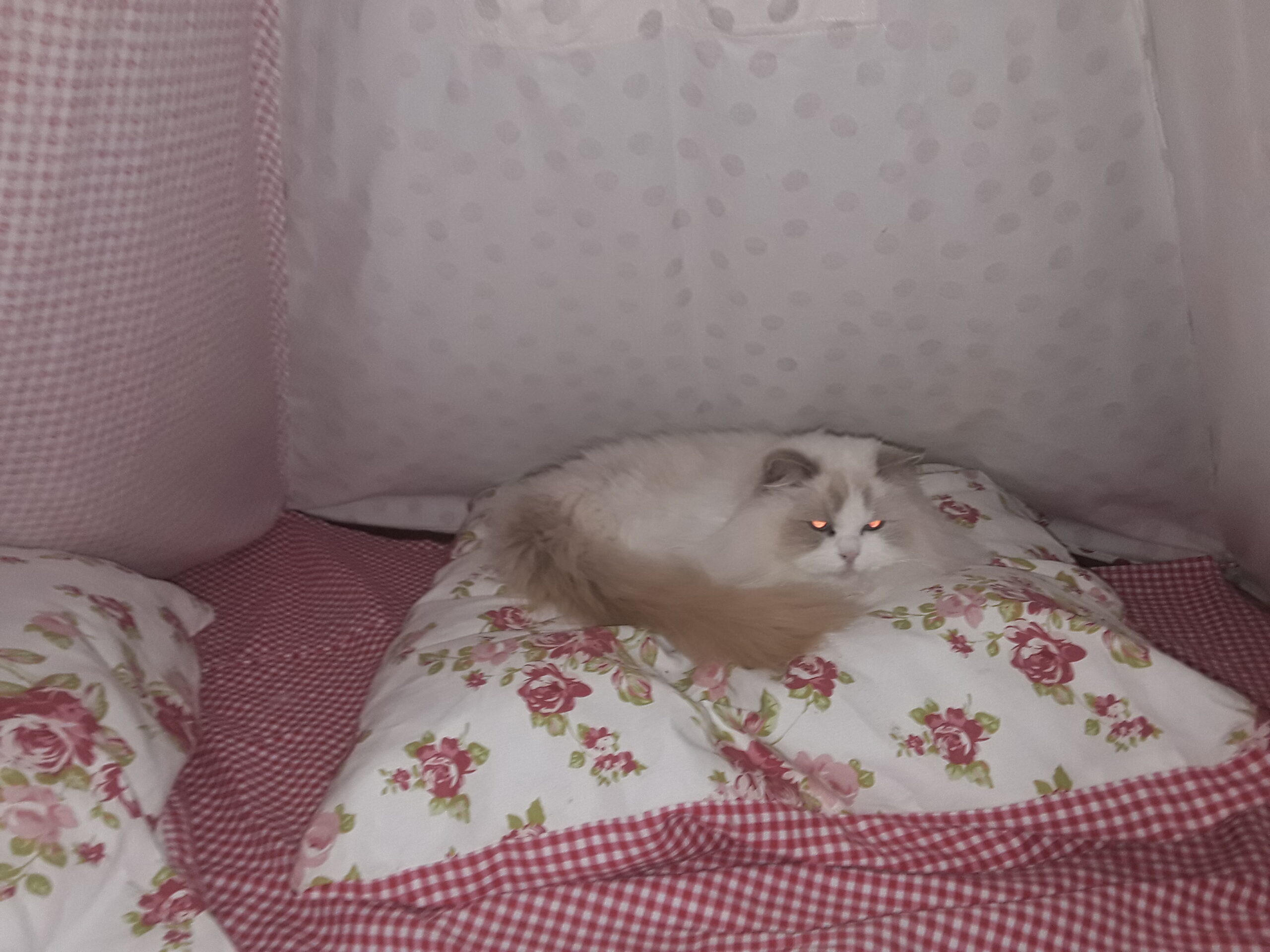 A lilac bicolour Ragdoll cat named Princess Lilli Lilac, curled up on a floral pillow inside a teepee tent.