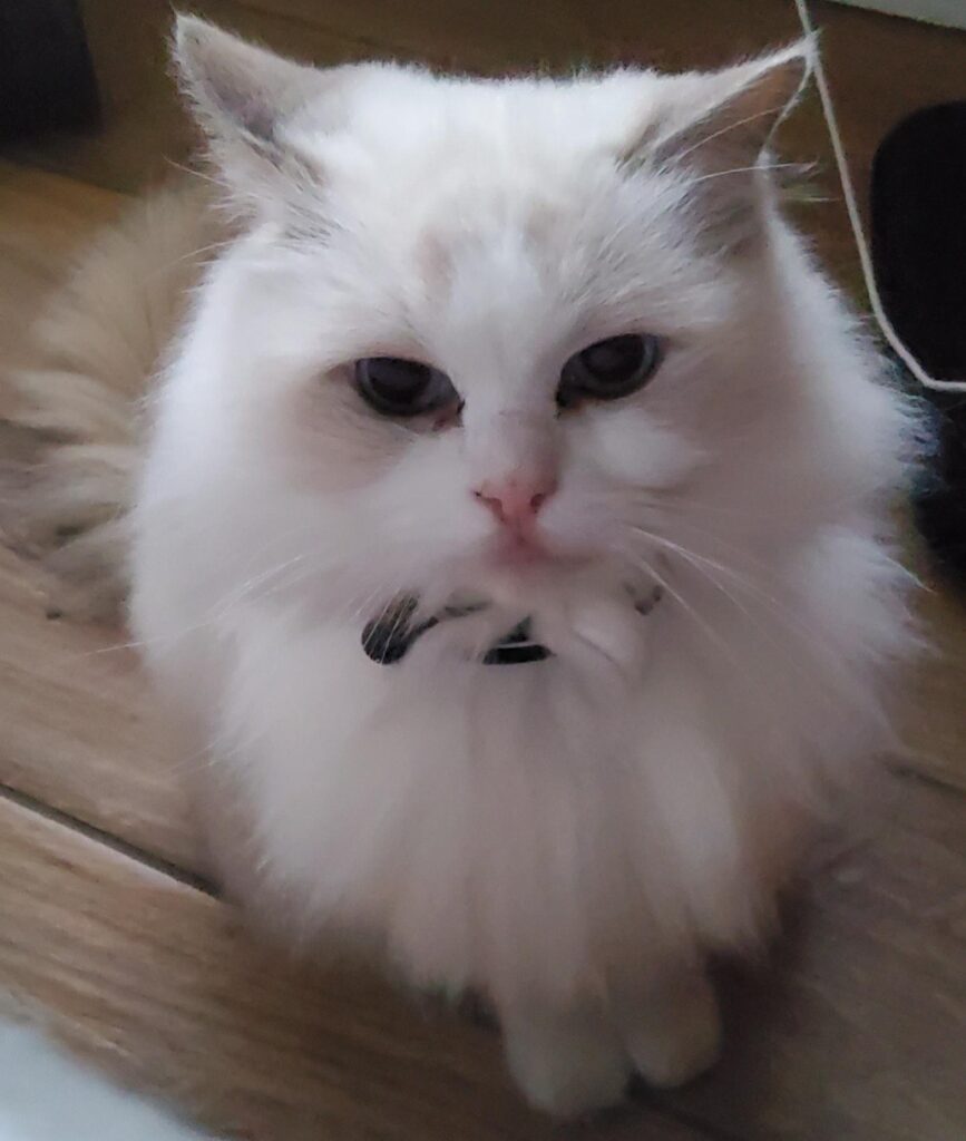 A Ragdoll cat sitting on the floor demanding to go outside.