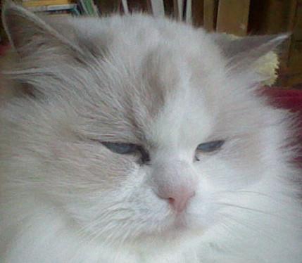 A ragdoll cat (Lilli) who is very sleepy.