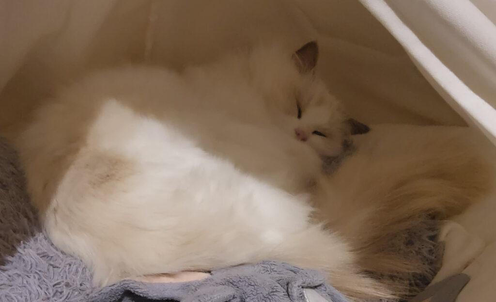 A Ragdoll cat (Lilli) asleep in a white teepee tent.