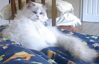 A ragdoll cat (Lilli) preparing to sleep.