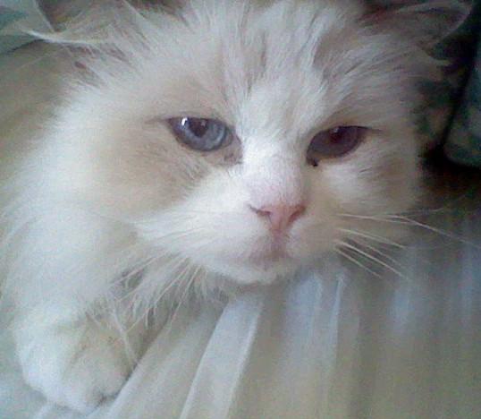 A ragdoll cat (Lilli) peeking out from under the bed covers.