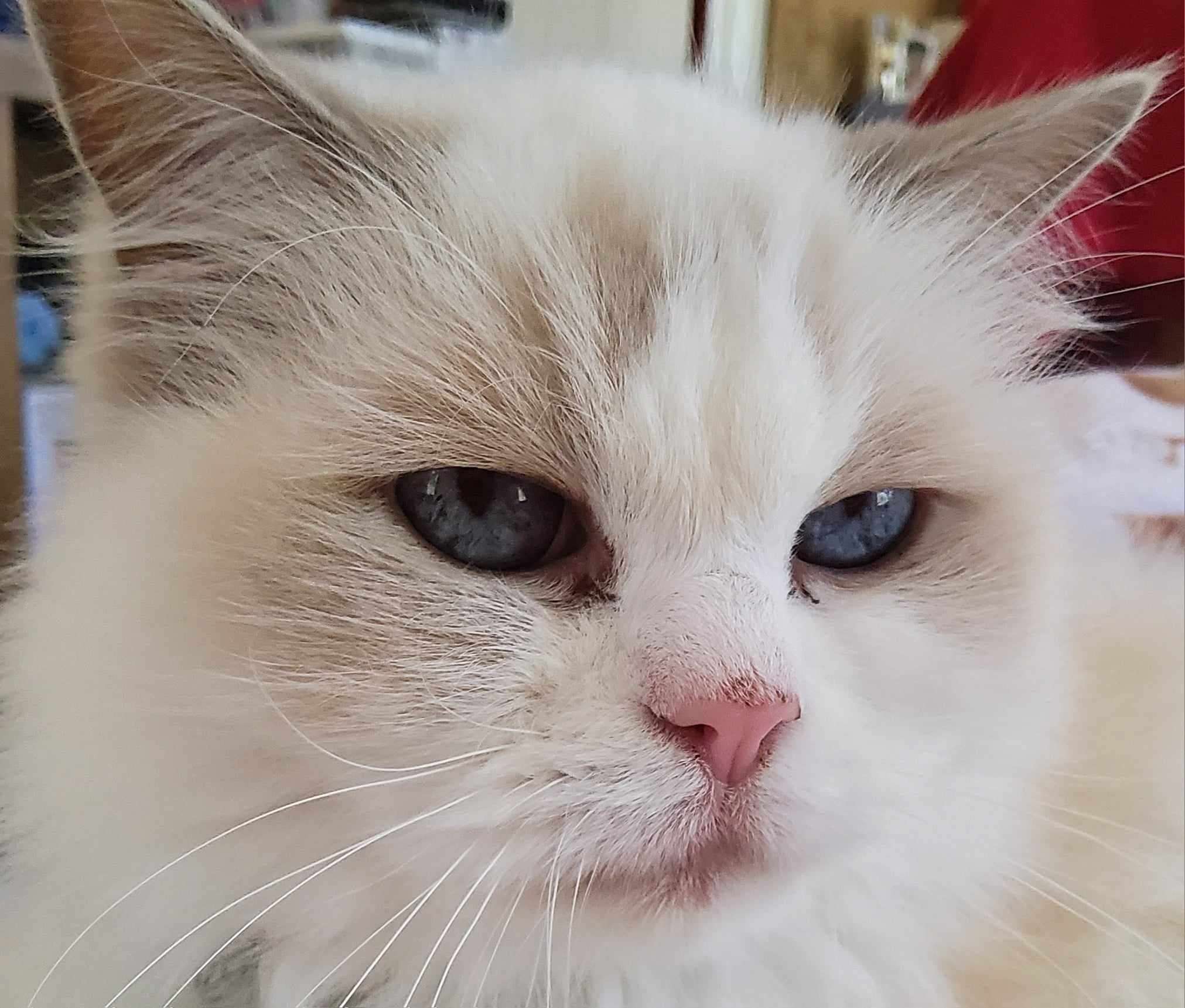 A Ragdoll cat (Lilli) staring curiously back at it's owner.