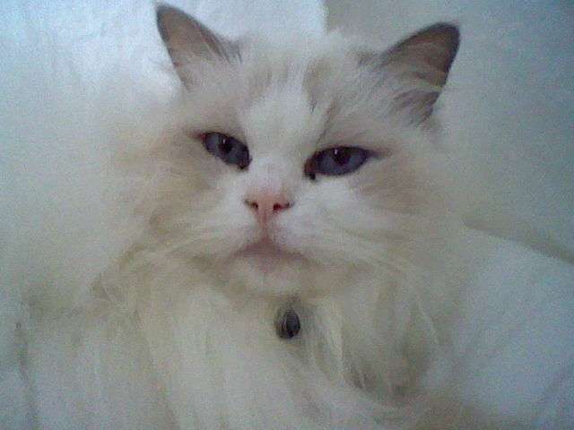 A Ragdoll cat (Lilli) sitting inside a white teepee tent made for cats.