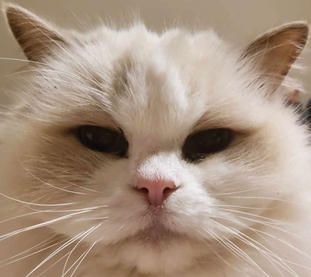 A Ragdoll cat (Lilli) staring back at her owner.