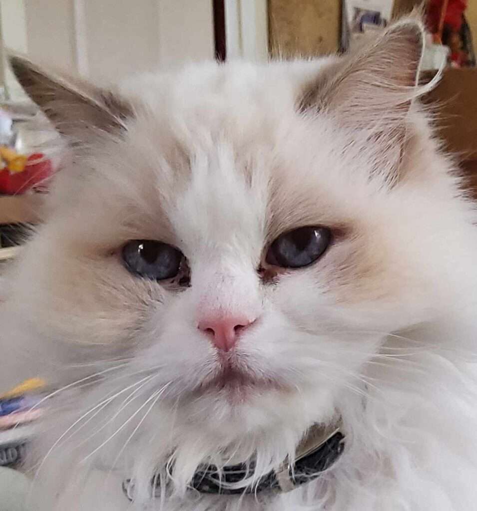 A Ragdoll cat (Lilli) staring back at her owner.