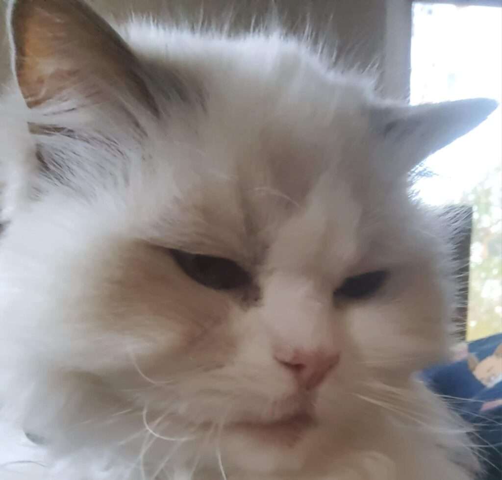 A Ragdoll cat named Lilli bearing the nickname "Santa Claws", looking tired and ready to sleep. 