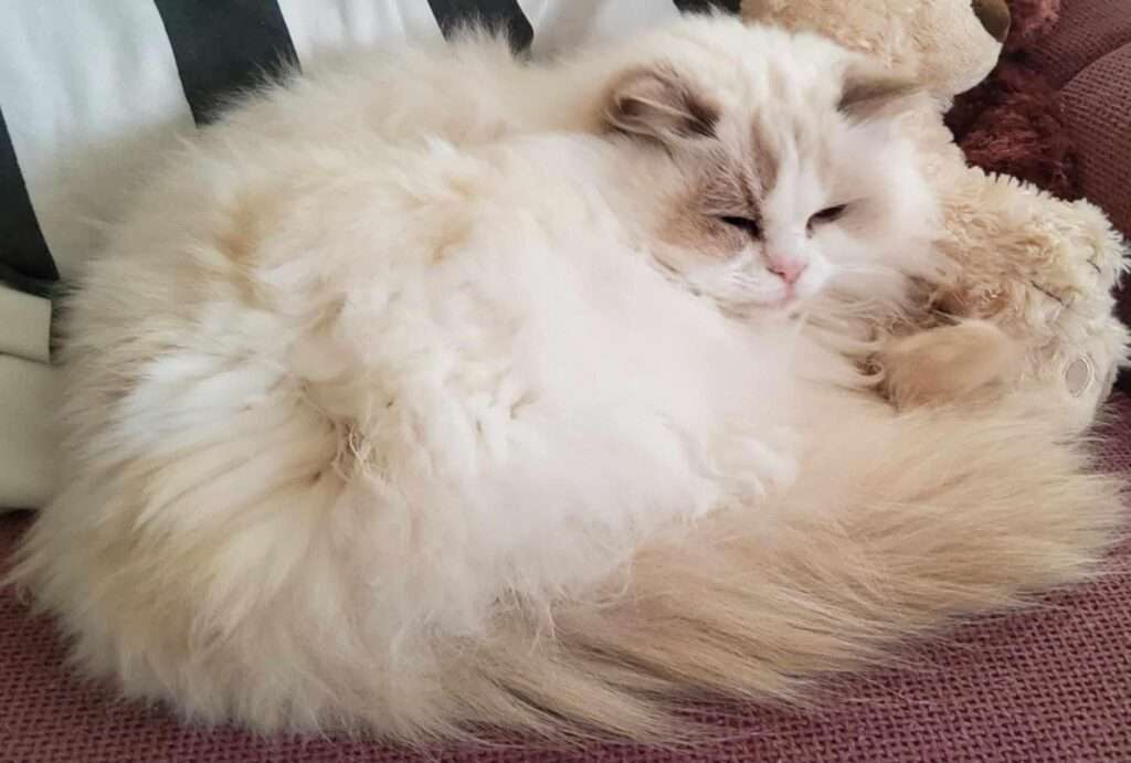 A lilac bicolour Ragdoll cat named Lilli, who is enjoying her 14th birthday by curling up on a purple armchair, ready to sleep beside some cream and brown teddy bears.