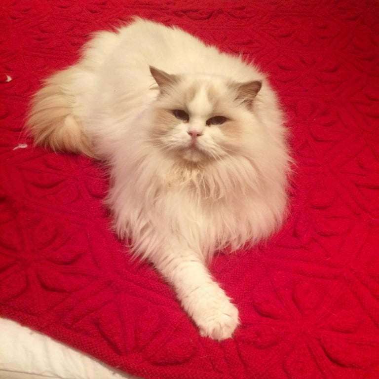 A fluffy lilac bicolour Ragdoll cat named Princess Lilli Lilac, lying on a red blanket adorned with embroidered snowflakes.