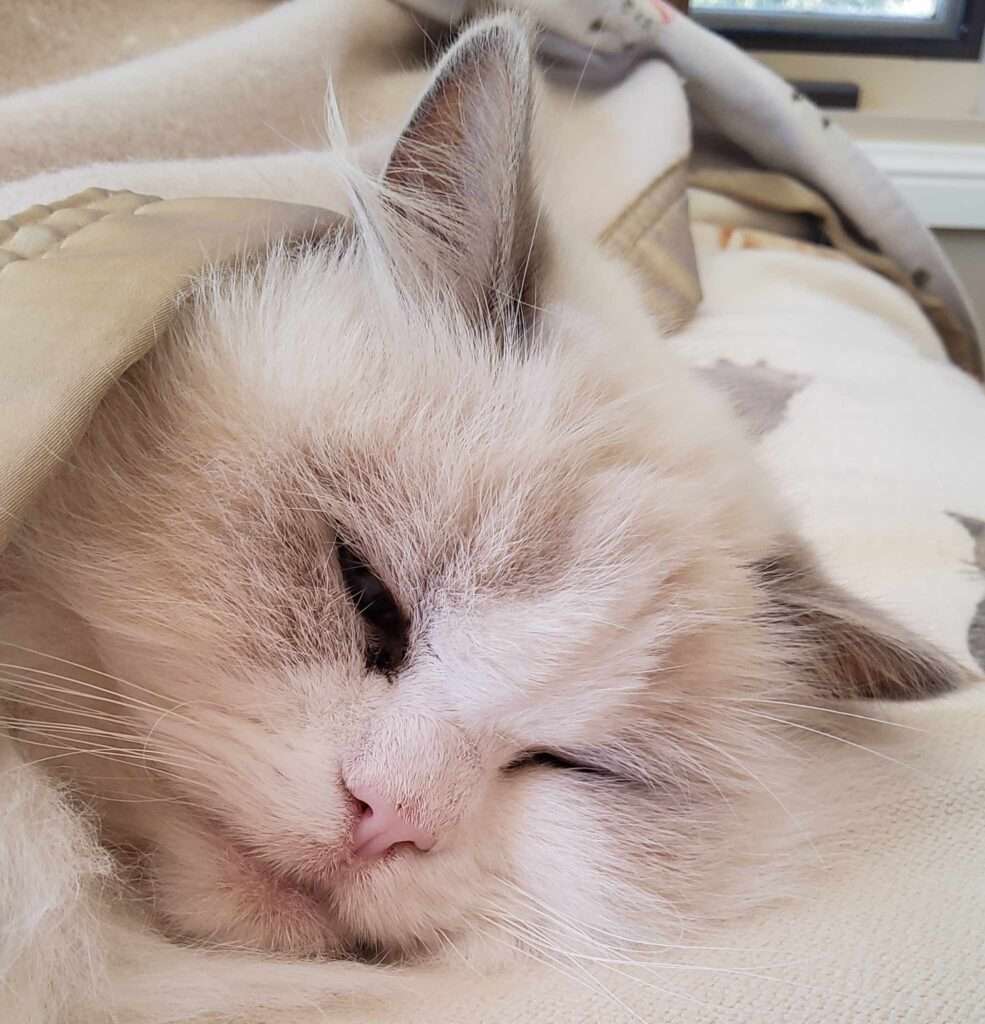 A lilac bicolour Ragdoll cat named Princess Lilli Lilac who has been tucked neatly into a blanket to sleep.