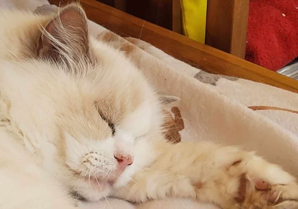 World Asthma Day: Opening The Way For A Brighter Future A lilac bicolour Ragdoll cat named Princess Lilli Lilac who is asleep at the end of a bed.
