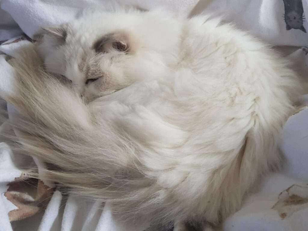 The Road To Independence: A Challenging Journey Through The Lens Of Autism A Ragdoll cat named Princess Lilli Lilac curled up asleep.