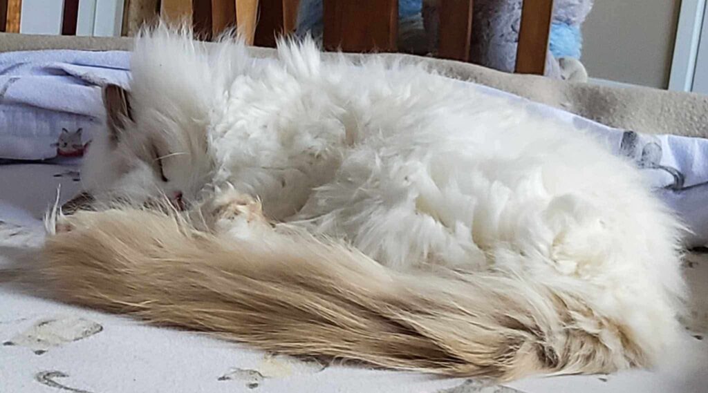 A lilac bicolour Ragdoll cat named Princess Lilli Lilac sleeping at the end of a bed.