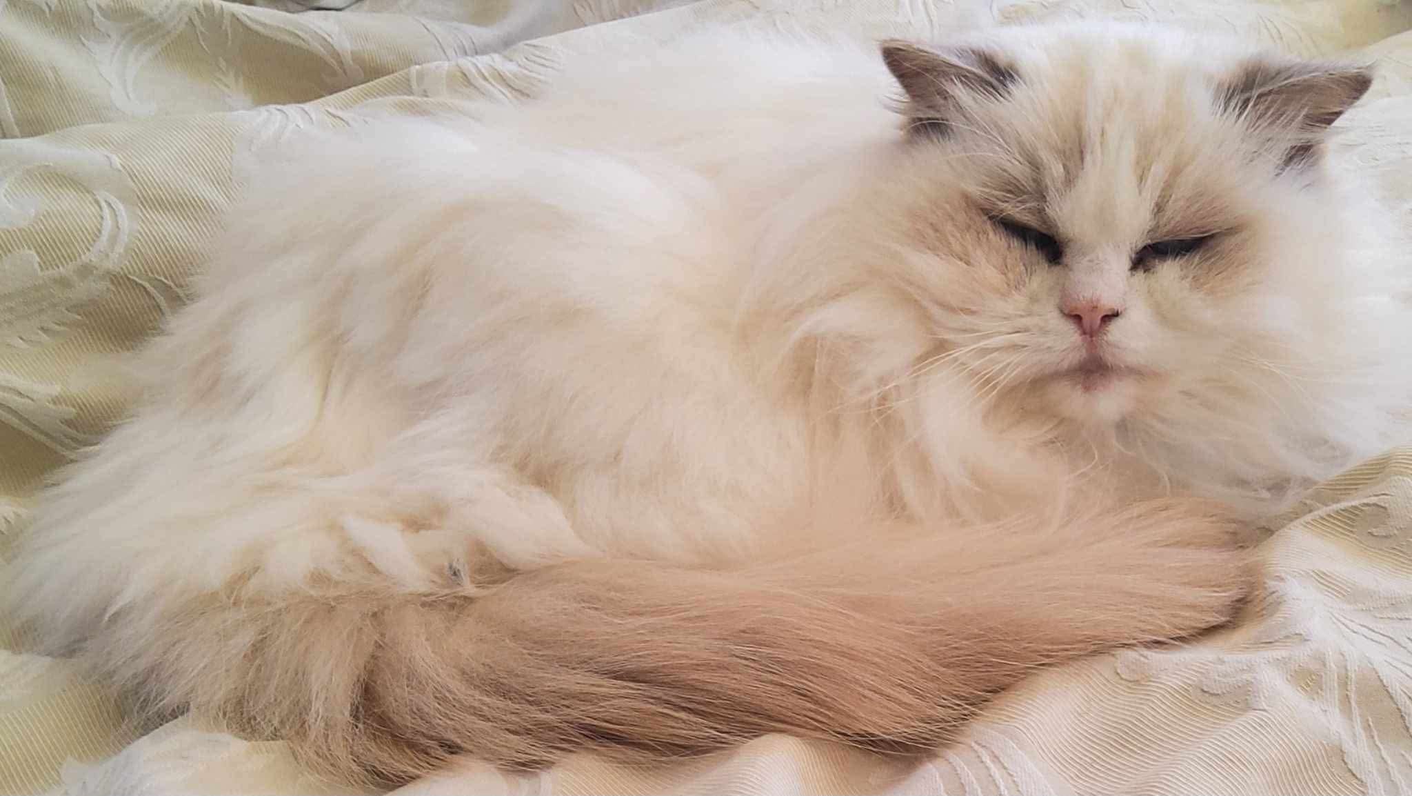 A lilac bicolour Ragdoll cat named Princess Lilli Lilac sleeping on a white floral quilt.