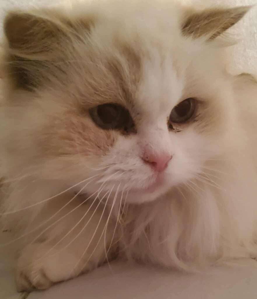 All That Glitters: Celebrating My 30th Birthday In Style! 🎉 A lilac bicolour Ragdoll cat named Princess Lilli Lilac hiding under white bedcovers.