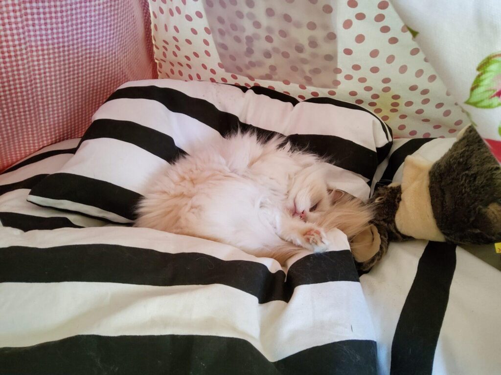 A Ragdoll cat named Princess Lilli Lilac curled up asleep inside a teepee tent recharging her energy.