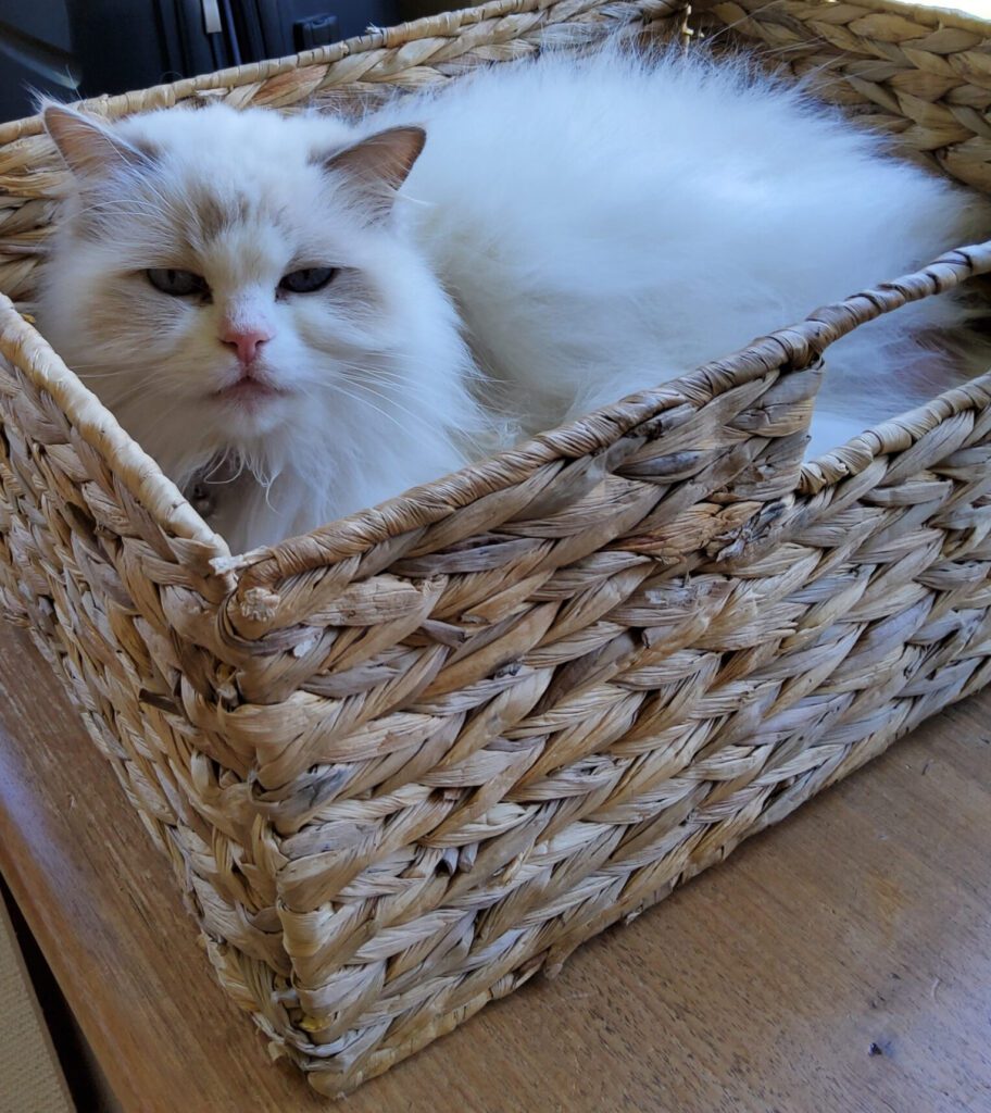 A lilac bicolour Ragdoll cat named Princess Lilli Lilac who is lying in a loafed position inside a small rectangular wicker basket.